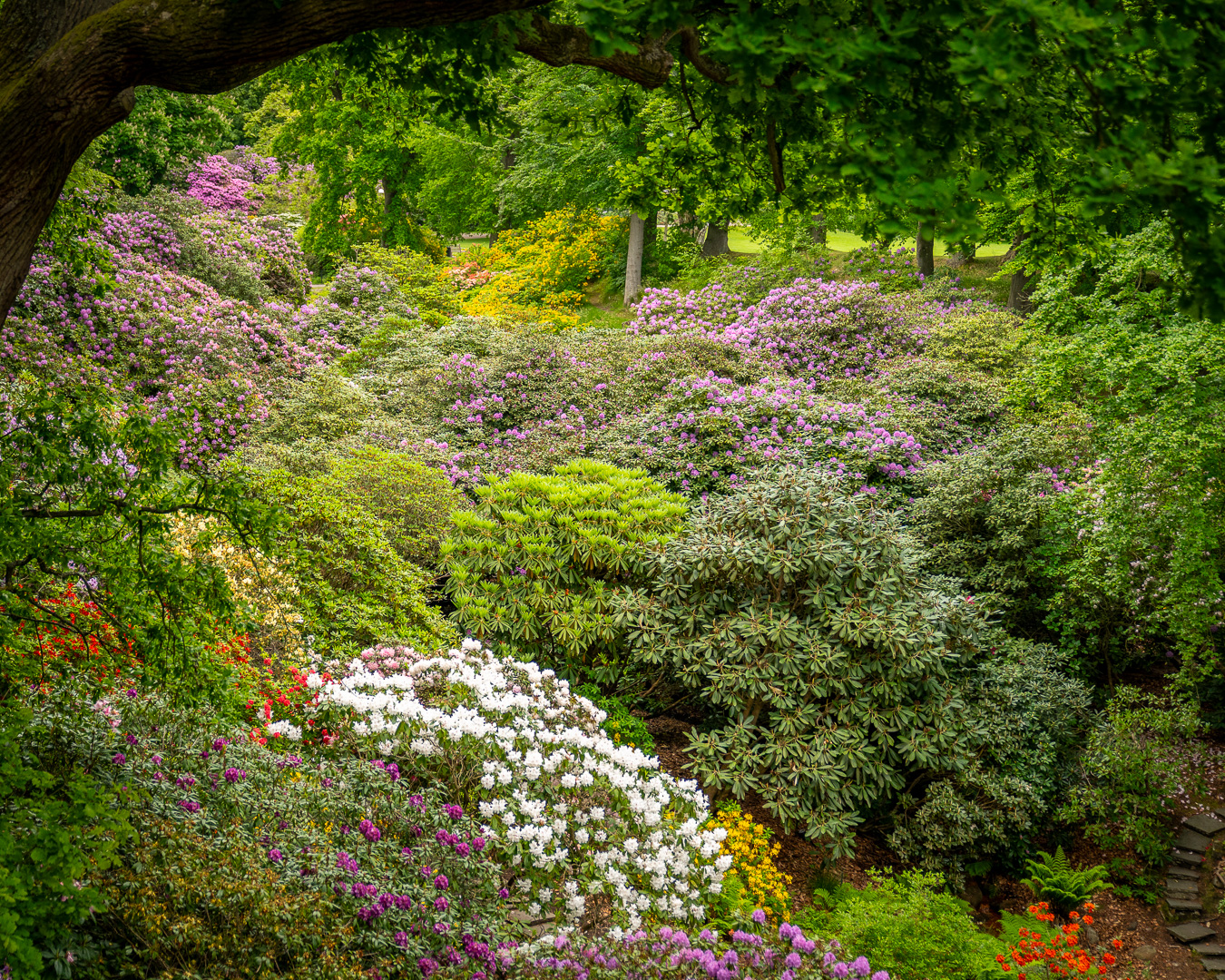 The garden of Sofiero Castle filled with blooming Rhododendrons The garden of Sofiero Castle filled with blooming Rhododendrons